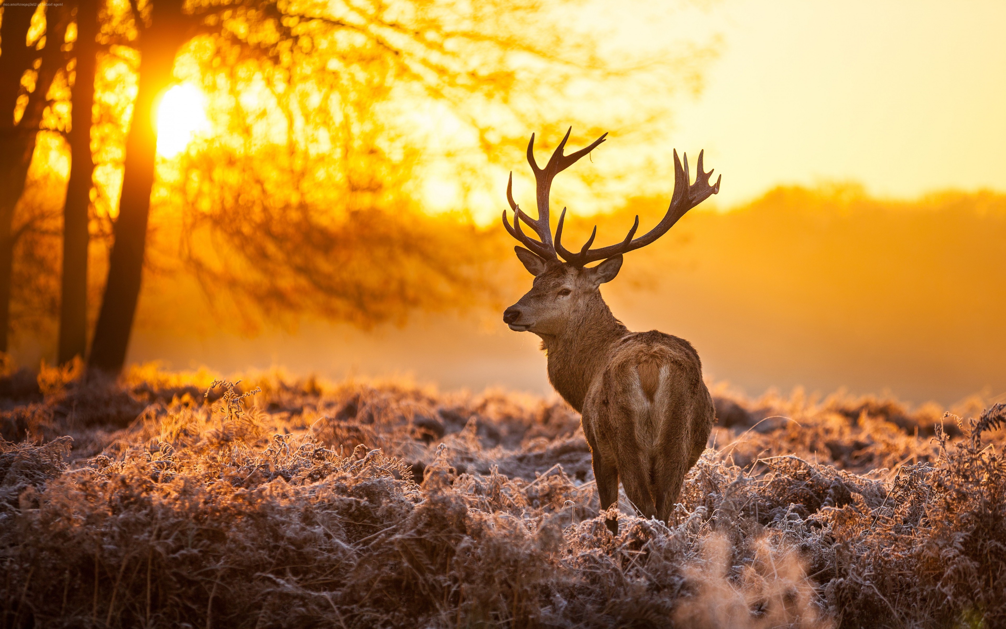 Wildlife
